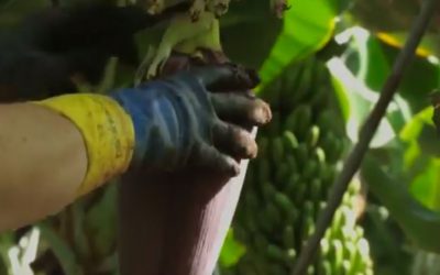 Proyecto Fronteras de selva y mar para la paz (Chocó)