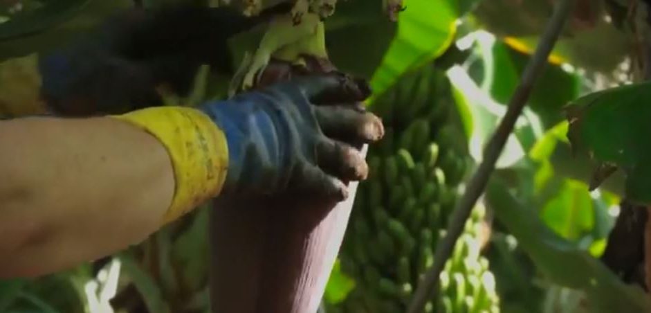 Proyecto Fronteras de selva y mar para la paz (Chocó)