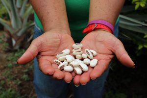 Mujer campesina muestra la semilla de frijol como parte del material vegetal entregado por el proyecto Mascapaz