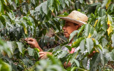 Café de Policarpa, hacia nuevos horizontes