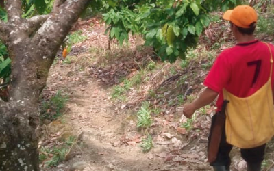 Se reanudan las visitas de campo de asistencia a agricultores en Caquetá