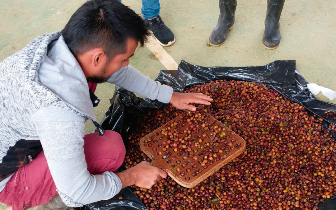 Apuesta por la producción local de café en Caquetá