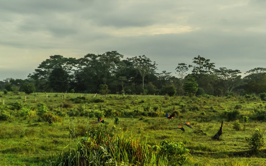 ¡La iniciativa Tierras y Territorios Sostenibles para la Paz avanza en La Macarena!