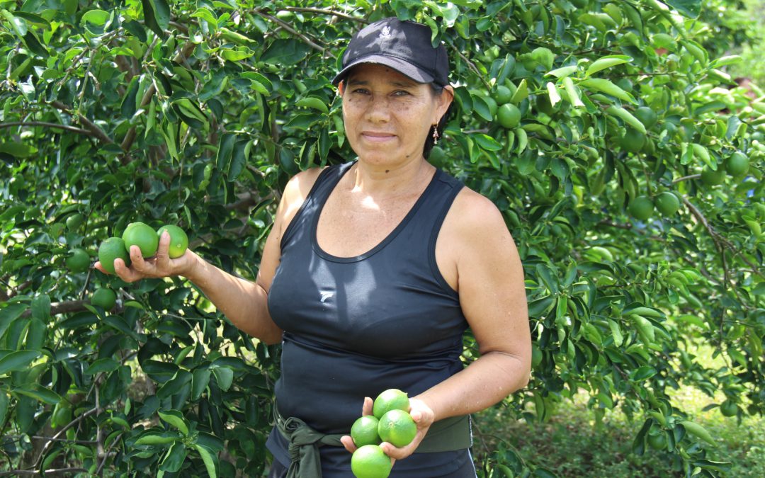 Lima ácida Tahití: conectando la coordillera nariñense y los mercados internacionales