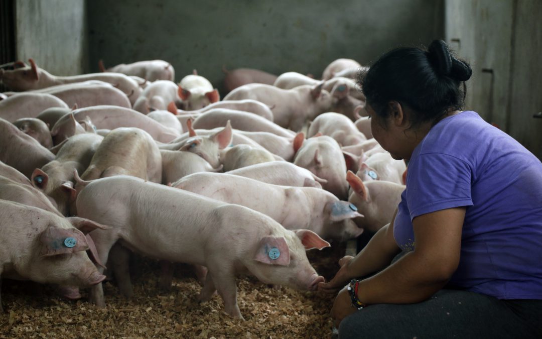 La porcicultura, oportunidad de empoderamiento productivo y económico de las mujeres putumayenses
