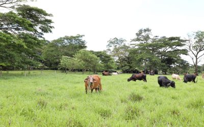 Acceso al agua, factor determinante del éxito de iniciativas productivas de firmantes de paz en Tierra Grata, Cesar